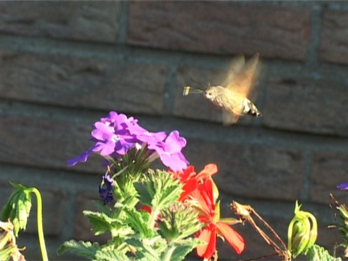 Taubenschwänzchen ( Macroglossum stellatarum ) : Moers, in unserem Garten, 05.09.2005